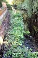 Japanese knotweed dumped in Wince Brook