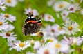 Red Admiral Butterfly