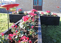 Red cyclamen in the cross shaped planter at St Cuthbert's RC High School, part of the school's Remembrance Commemorations