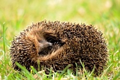 Hedgehogs are at risk