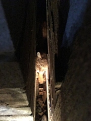 Cat trapped in small gap between two walls has lucky escape