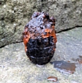 Grenade found in the canal while magnet fishing