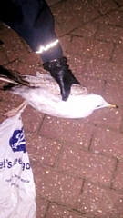 A bird with a plastic bag around its legs