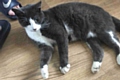 Miracle kitty: Otis was paralysed from the waist down after he was shot in the spine with an air gun