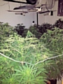 Police uncovered a 'sophisticated' cannabis farm in Firgrove