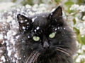 Keep your cat safe this autumn and winter