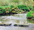 No fishing for coarse fish in rivers from 15 March to 15 June