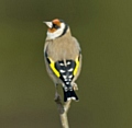 Goldfinch (Carduelis carduelis)