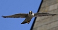 A peregrine falcon providing a spectacular sight at Rochdale Town Hall