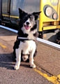 British Transport police dog Mojo