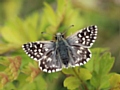 Grizzled Skipper, Butterfly