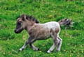 Miniature horse at Lane Foot Petting Farm 