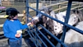 Children need to wash their hands properly after feeding farm animals