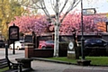 The cherry blossoms in bloom earlier this month