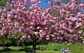 Bank Holiday sunshine in the park 