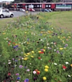 Local wildflower planting