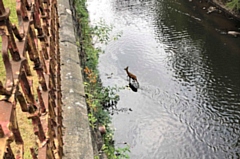 Fawn in river