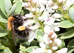 A tree bumblebee