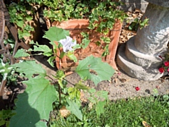 Thornapple, a member of the nightshade family, growing in a garden in Bamford 