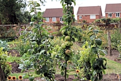 The Secret Garden Allotment will see raised beds and an orchard planted to create a community space for all people, helping them work together to grow their own food