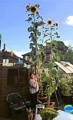 Mal with her skyscraping sunflower