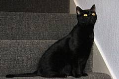 In UK folklore, black cats actually traditionally symbolise good luck but around Halloween many associate black cats with superstitions or witches