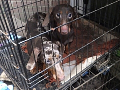 Some of the dogs found in the shed