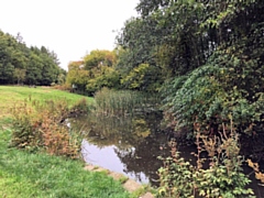 Ealees pond and meadow at Hollingworth Lake will be cleared and restored