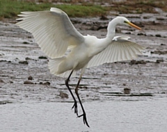 Great Egret at Hollingworth Lake