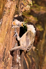 Rare willow tit