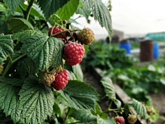 Rochdale is set to get 500 new allotments in the next few years (stock image)