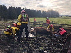 Firefighters rescue horse from mud