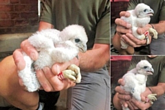 Peregrine falcon chicks