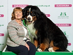 Carole Hartley-Mair and her Bernese Mountain Dog Milo who won Best of Breed at Crufts