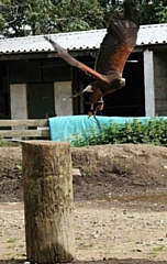 Harry the Harris hawk, with its Jesse's and leach attached