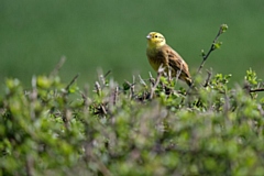 Yellowhammers are typically associated with hedgerows