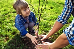 City of Trees aims to plant 3 million trees over the next generation 