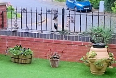 Adult and juvenile thrushes using garden feeders and a bird bath