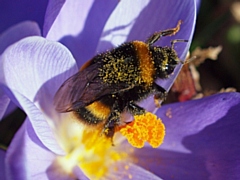  A buff-tailed (Bombus terrestris) bumblebee