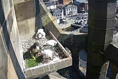 The three peregrine falcon chicks