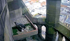 The first peregrine falcon chick of 2019 has hatched