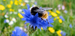 Bee on wildflowers 