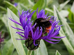 Red-tailed bumblebee on a wildflower