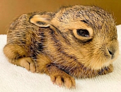 A baby rabbit (stock image)