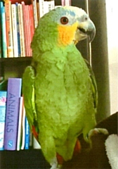 Molly the parrot