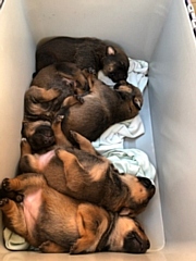 Abandoned Rottweiler cross puppies