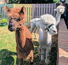 The Calderbrook Alpacas at The Willows Dementia Hub 