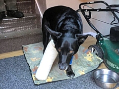 Marley is now back at home after the operations on his broken leg