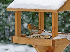 Robin Erithacus rubecula, feeding on bird table