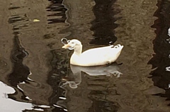 A duck caught in plastic